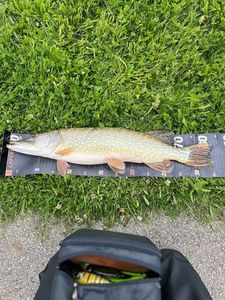 Northern Pike