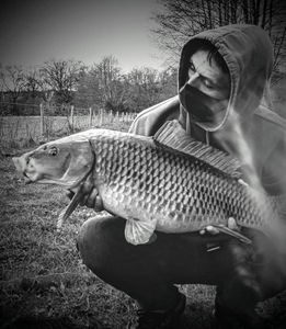 Common Carp