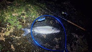 European Bass (Seabass)