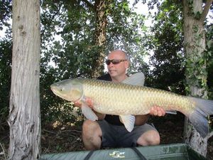 Grass Carp