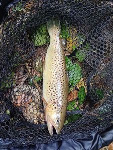 Brown Trout