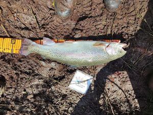 Rainbow Trout