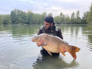 Mirror Carp