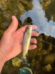 Brown Trout