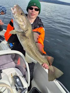 Atlantic Cod (Baltic)