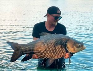 Siamese Giant Carp
