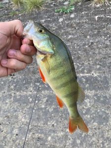 European Perch