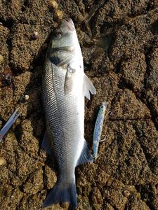 European Bass (Seabass)