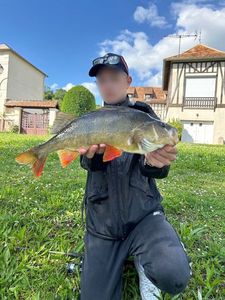 European Perch
