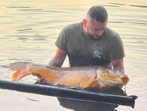 Mirror Carp