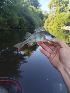 European Perch
