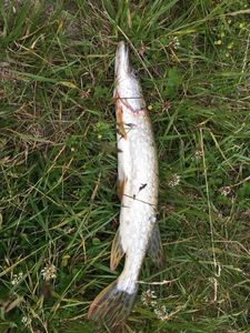 Northern Pike