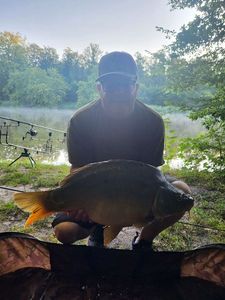 Mirror Carp