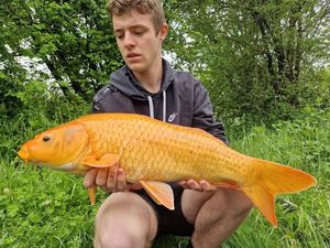 Koï Fish