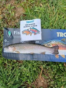 Rainbow Trout