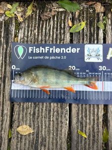 European Perch
