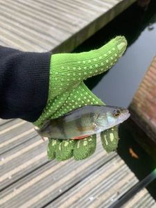 European Perch