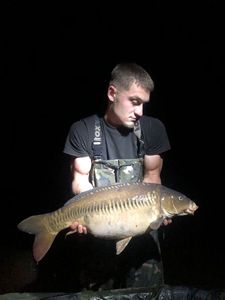 Carpe lineaire