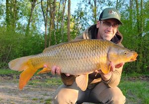 Common Carp