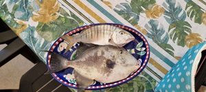 Triggerfish