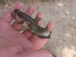 Black Bullhead