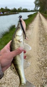 Zander