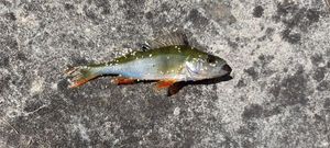 European Perch