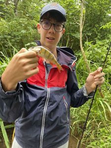 European Perch