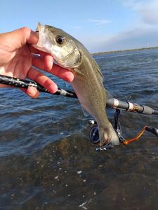European Bass (Seabass)