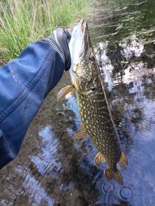 Northern Pike
