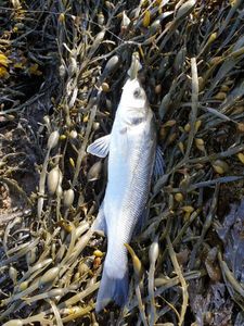 European Bass (Seabass)