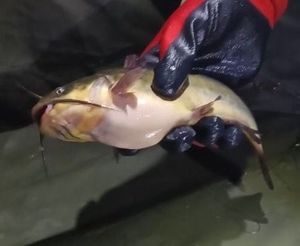Black Bullhead