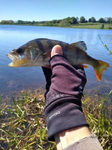 European Perch