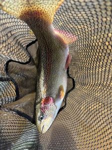 Rainbow Trout