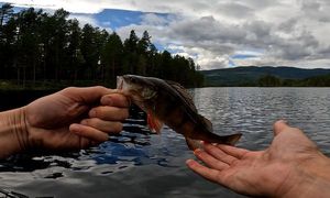 European Perch
