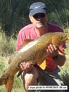 Common Carp