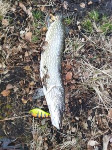 Northern Pike