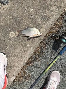 Crucian Carp