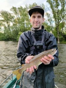Brown Trout