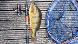 European Perch
