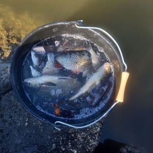 Common Bream