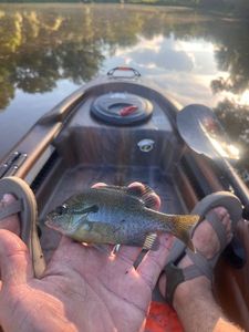 Redbreast Sunfish