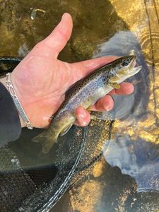 Brown Trout