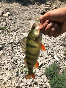 European Perch