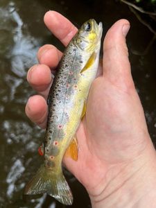 Brown Trout