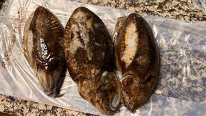 Common Cuttlefish