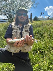 Grayling