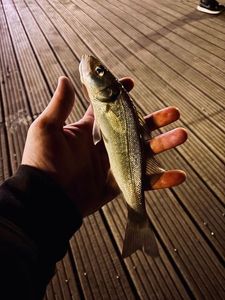 European Bass (Seabass)