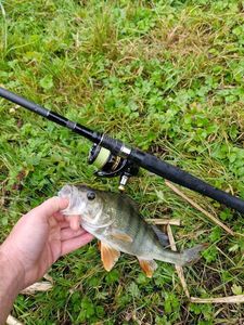 European Perch