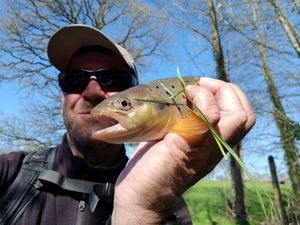 Brown Trout